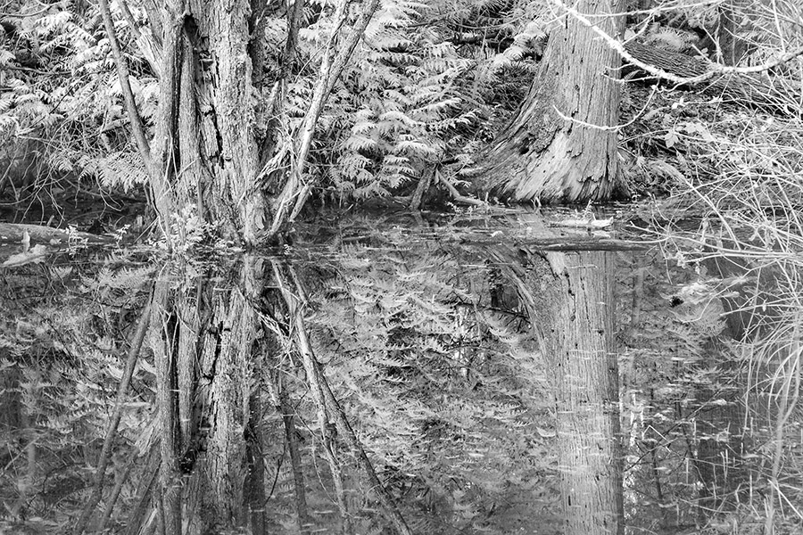 Pond Reflections IR 9044
